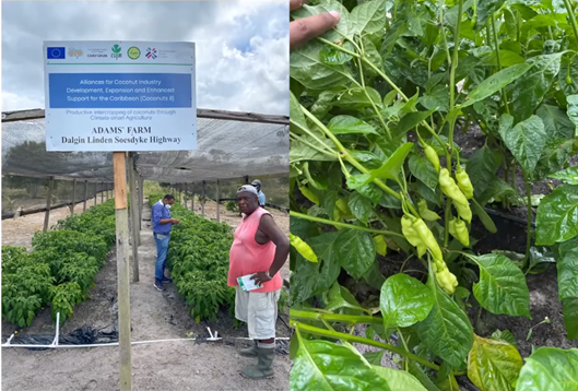 Plants grown in biochar amended soils within the study