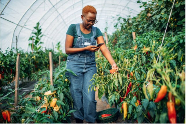woman in pepper farm using smartphone