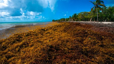 Sargassum seaweed inundating a Barbados beach