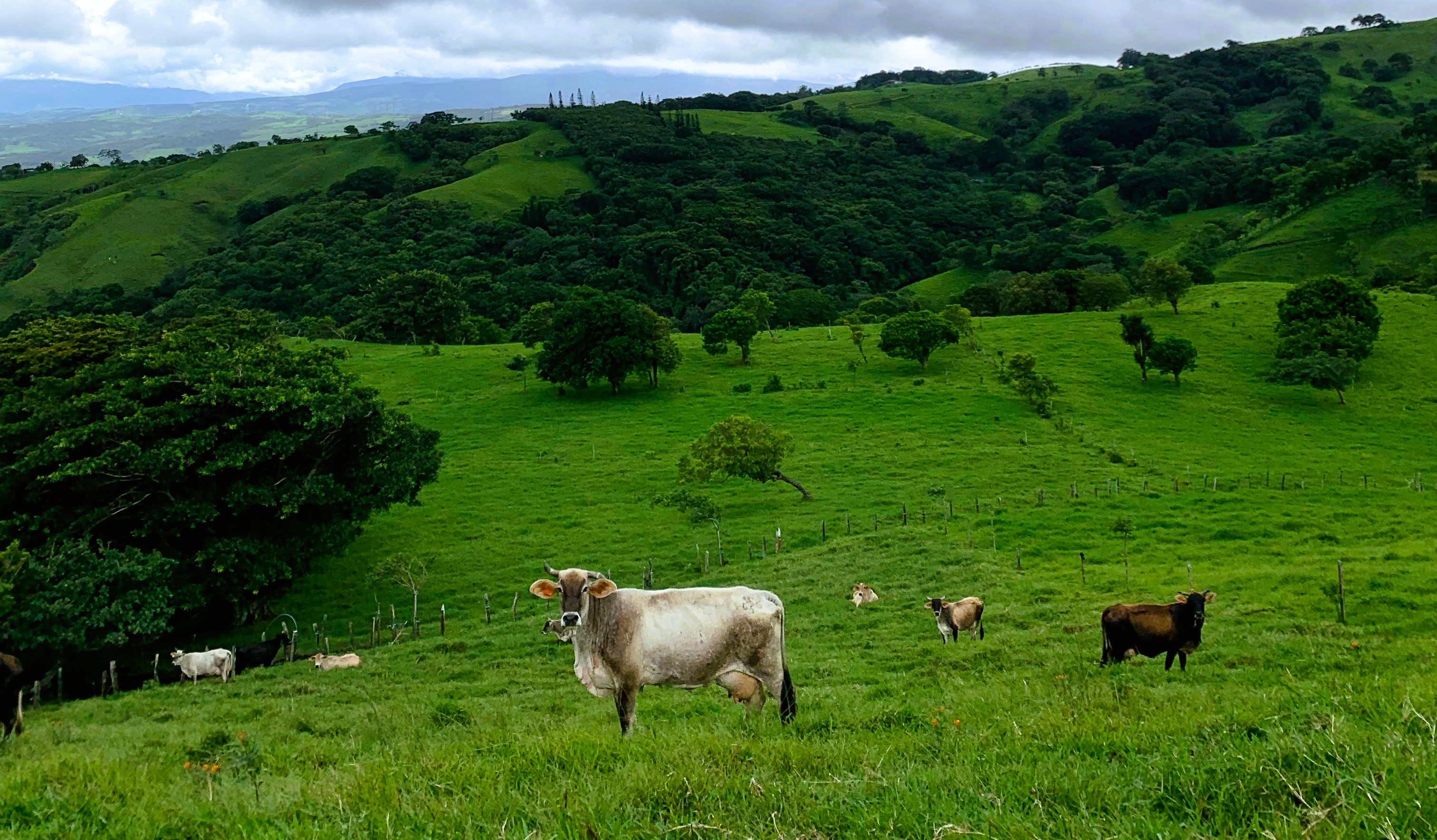 Ganaderia en Costa Rica