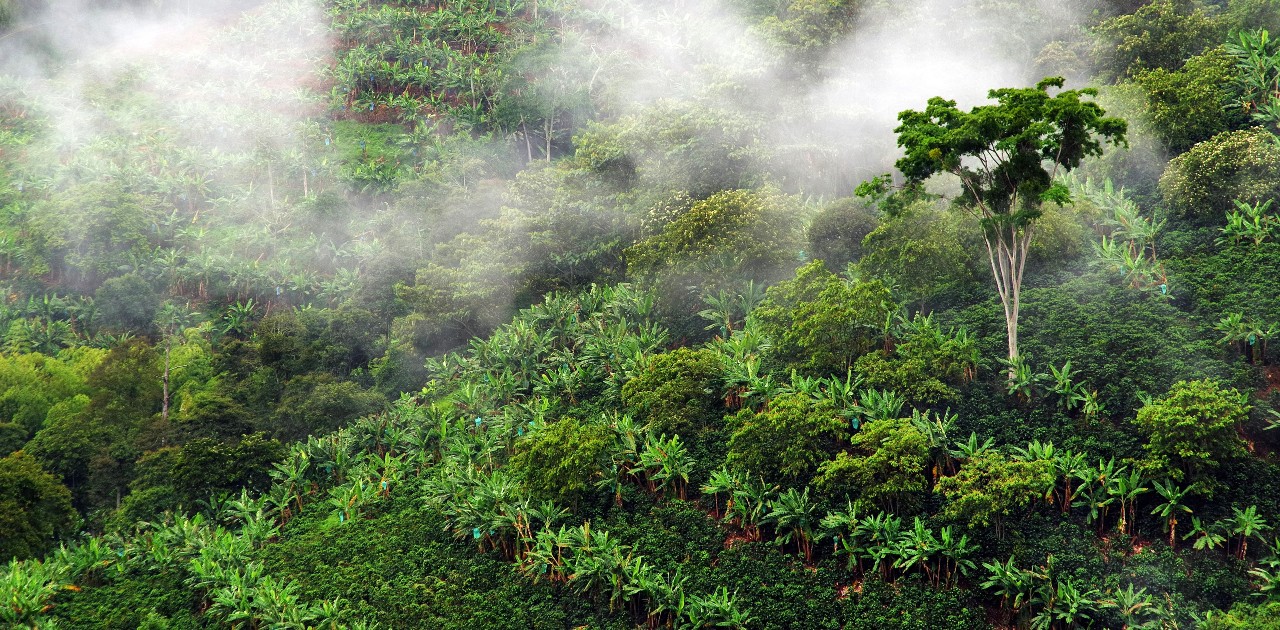 Plantación de café