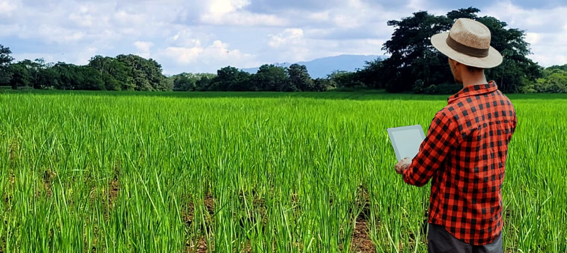 Joven usando tablet para recolectar datos en el campo de arroz