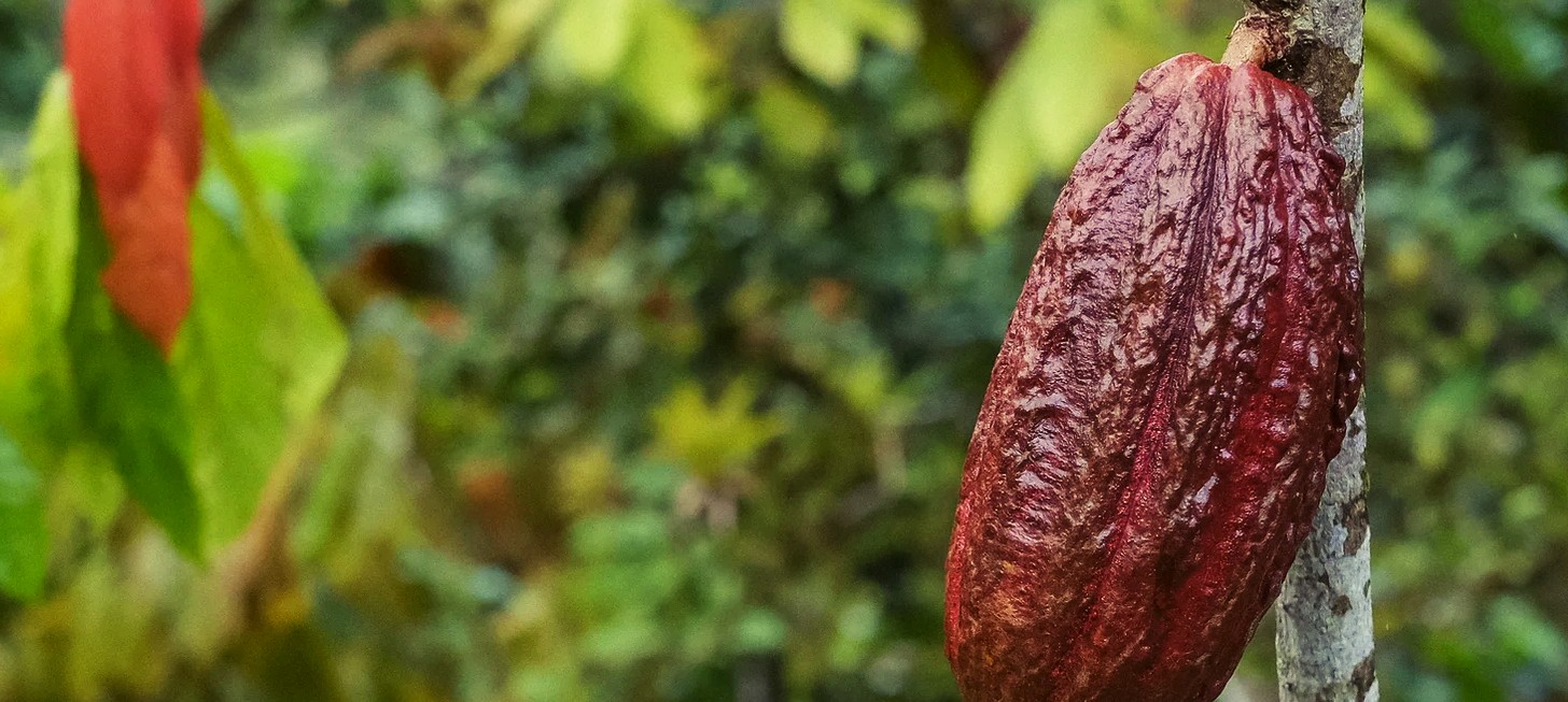 Cocoa plant