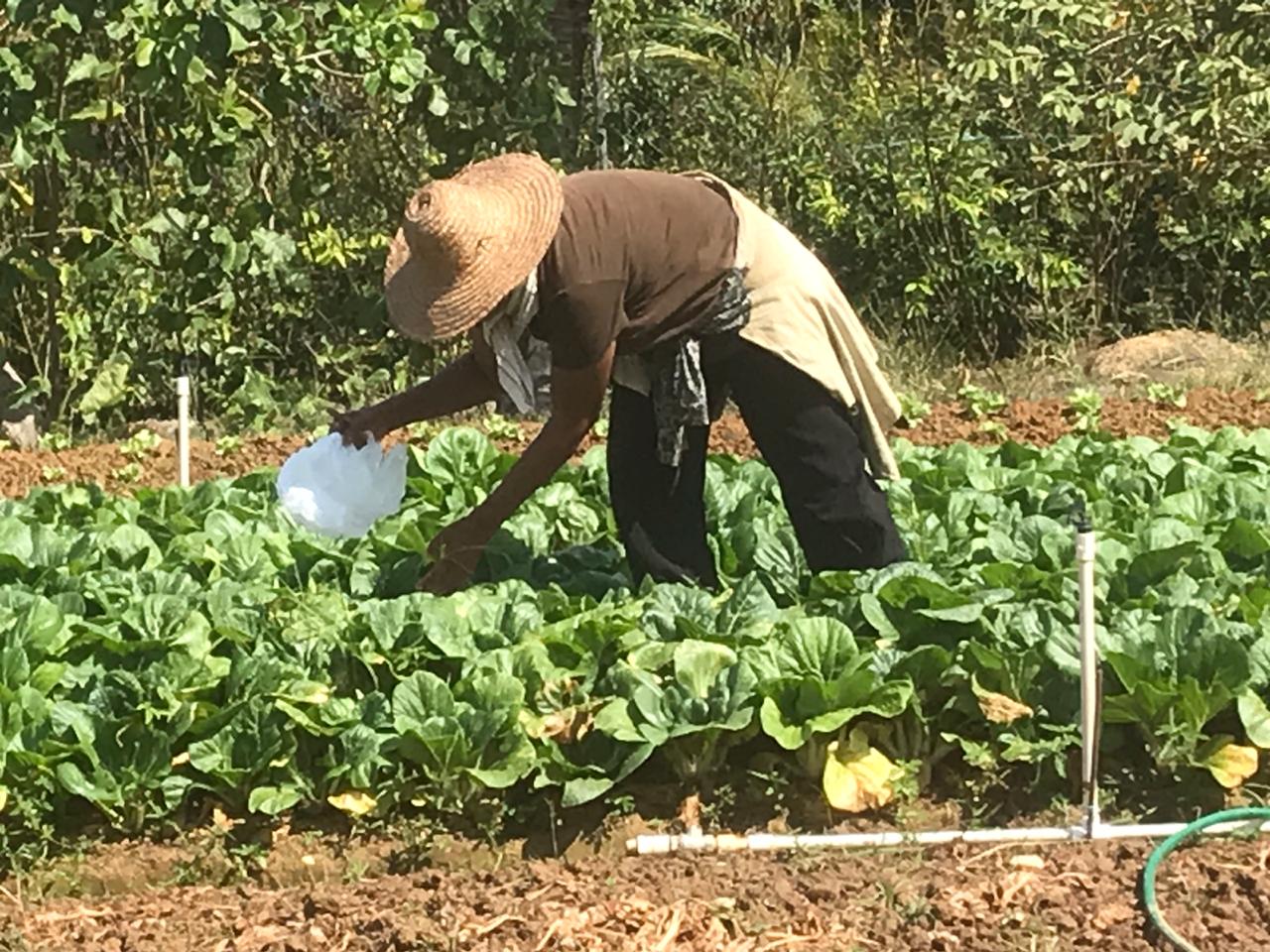 Woman farming
