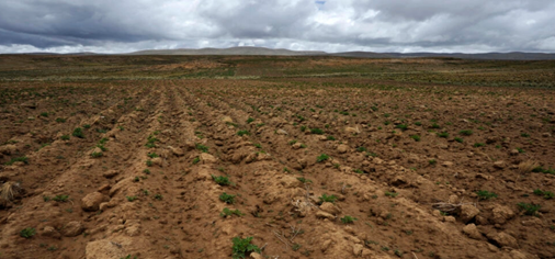 Cultivo afectado por clima adverso, foto de Jorge Bernal