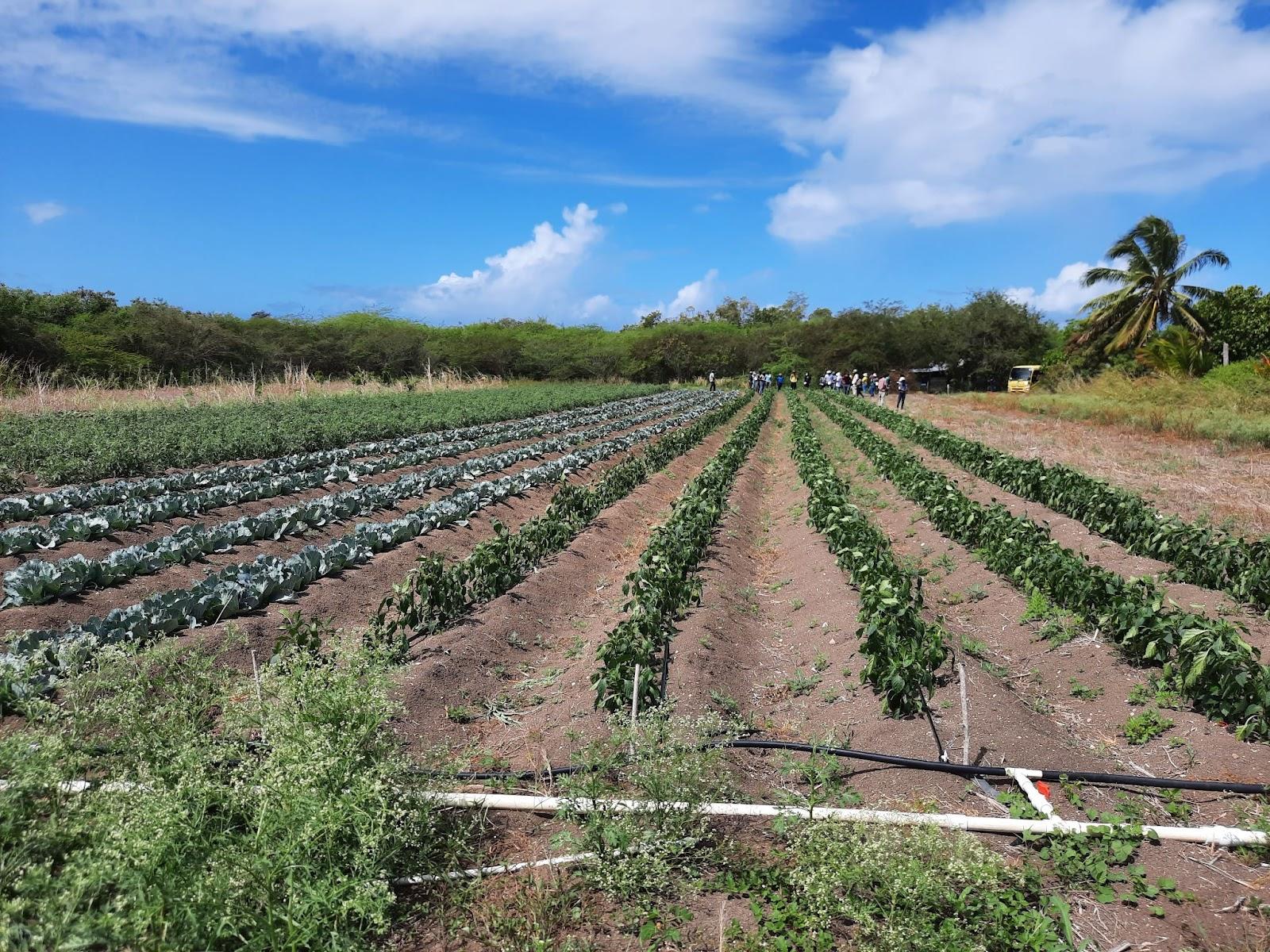 Farm of Neil Gomes, Antigua taken during the IICA training on climate smart agriculture and risk management (Photo: EbA Project )