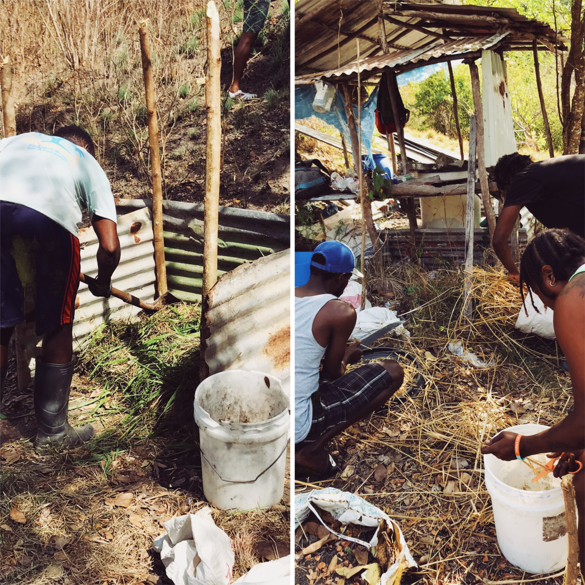 Left:Turning the compost pile; Right: preparing vetiver grass for use as mulch 