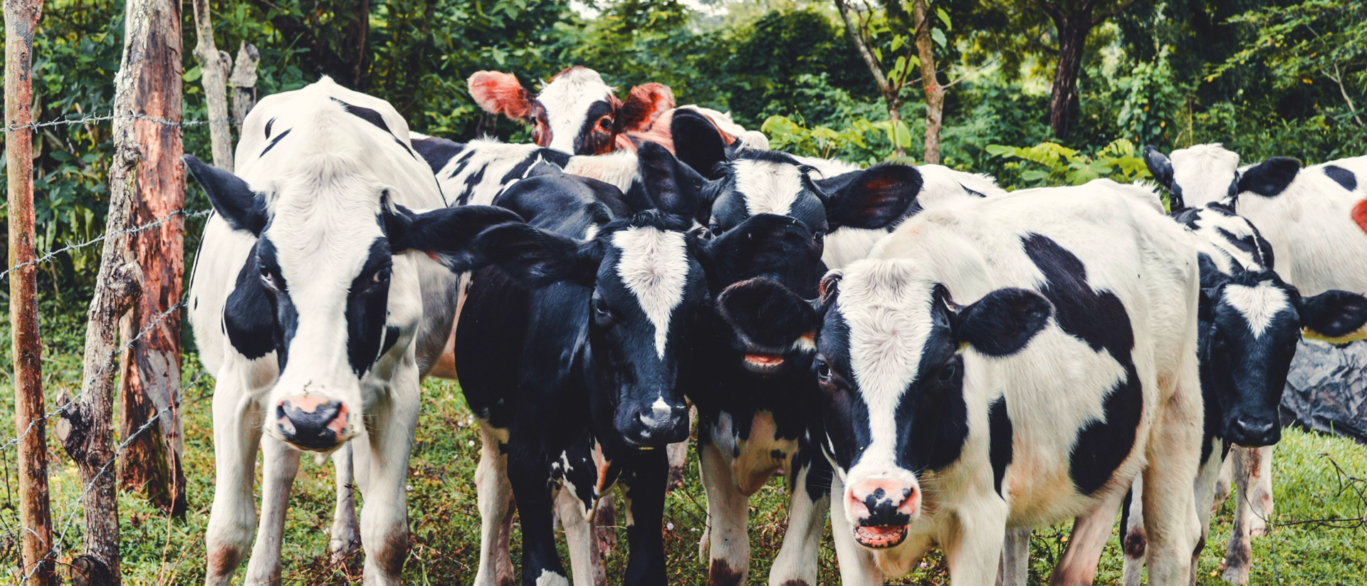 Ganado en El Salvador