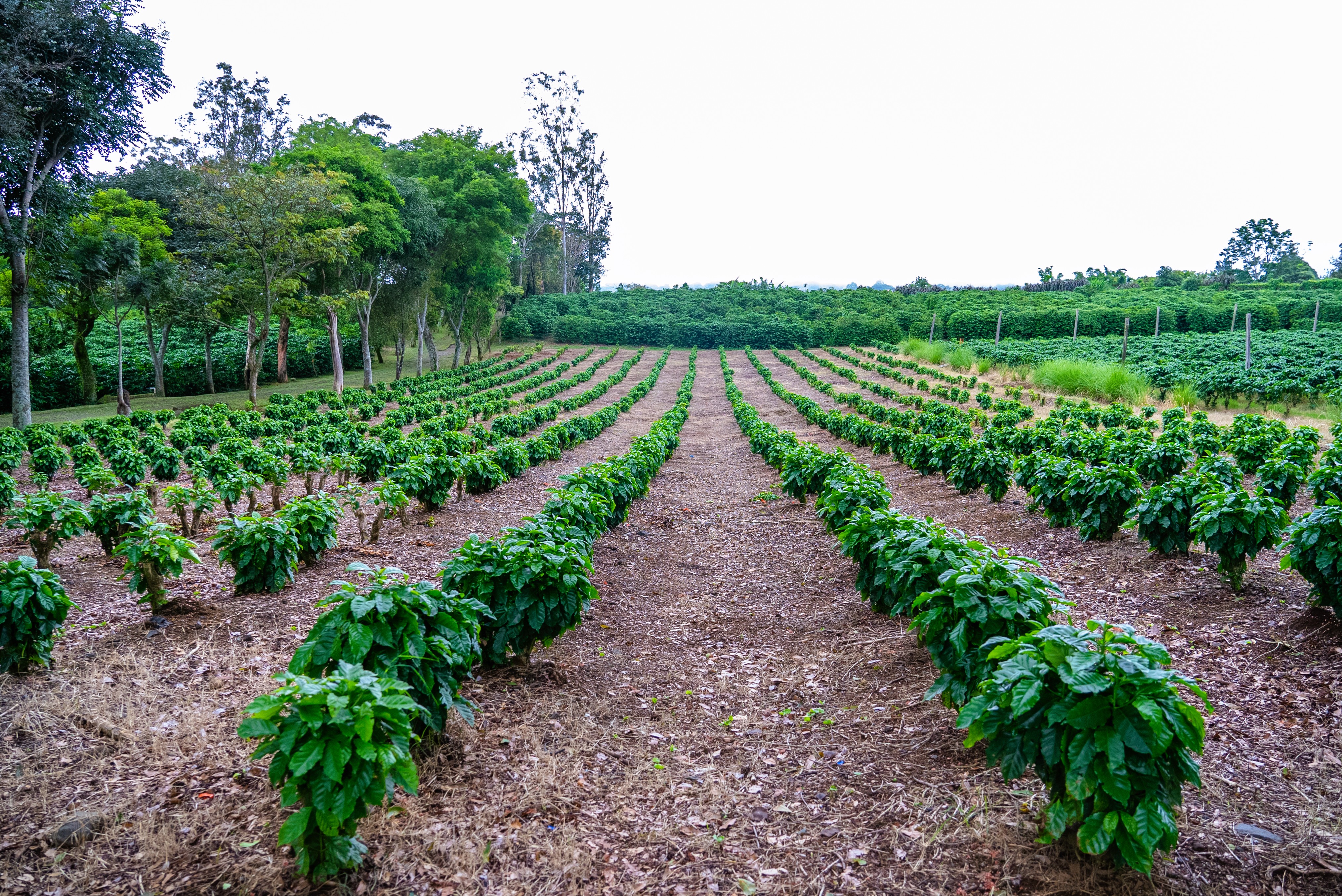 Plantas de café