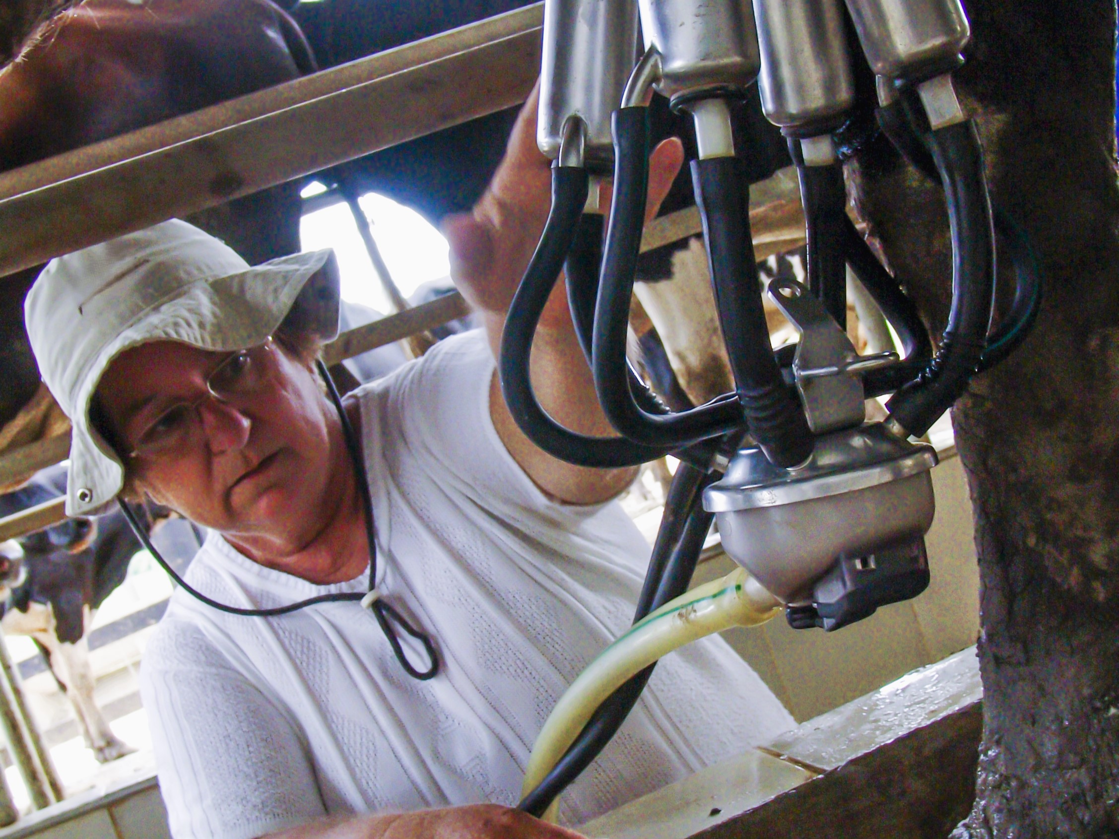 Ordeño de vacas lecheras en finca