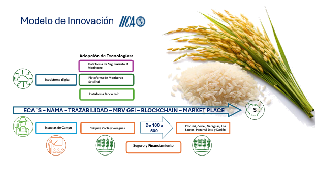 Diagrama de modelo de innovación para el Nama Arroz de Panamá