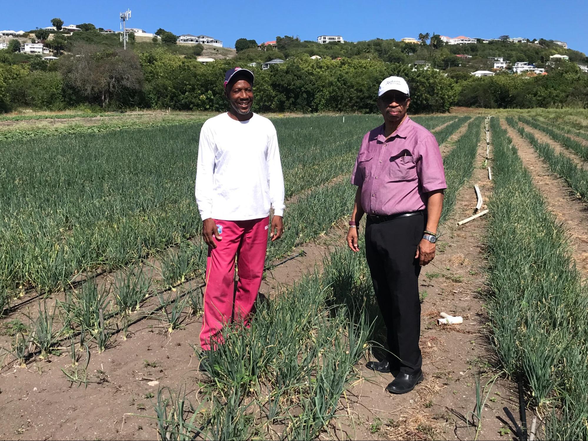 Neil Gomes (left) at his farm in McKinnons in March 2022, with IICA Representative in the Eastern Caribbean States, Mr. Gregg Rawlins, who visited the farm to view the results of drip lines, which Mr. Gomes received to boost his onion production under a Crowdfunding campaign (Photo: IICA Antigua)