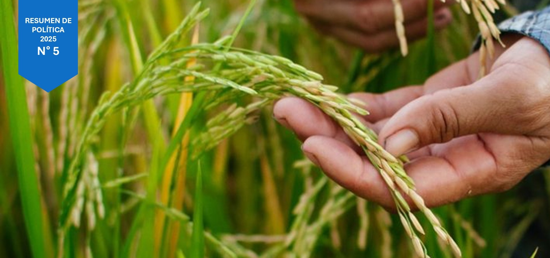 Cultivo de arroz sostenible