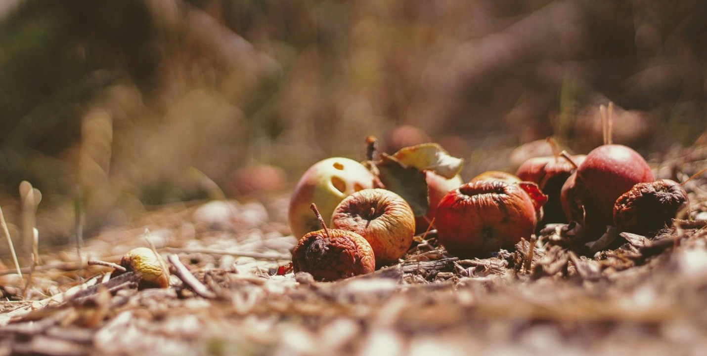 Perdidas de manzanas en el campo