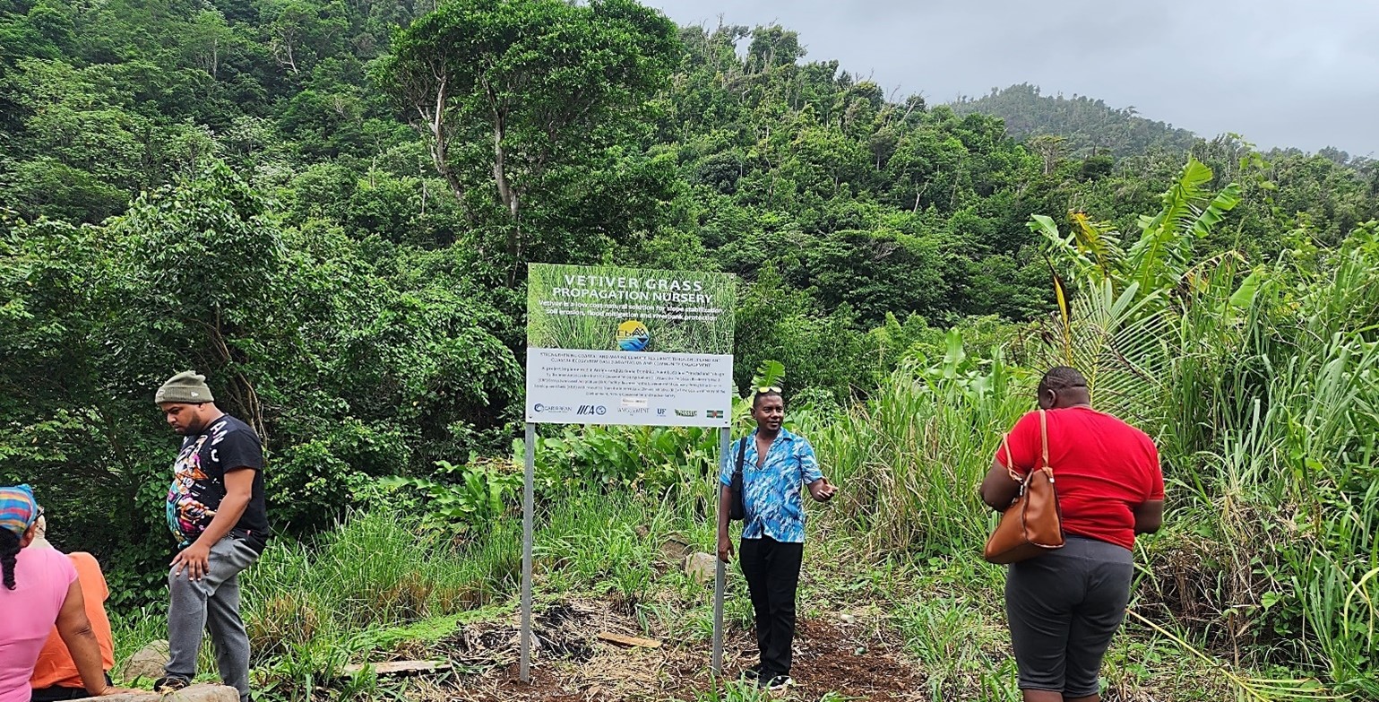 Vetiver nursery established through the project in Petite Soufriére