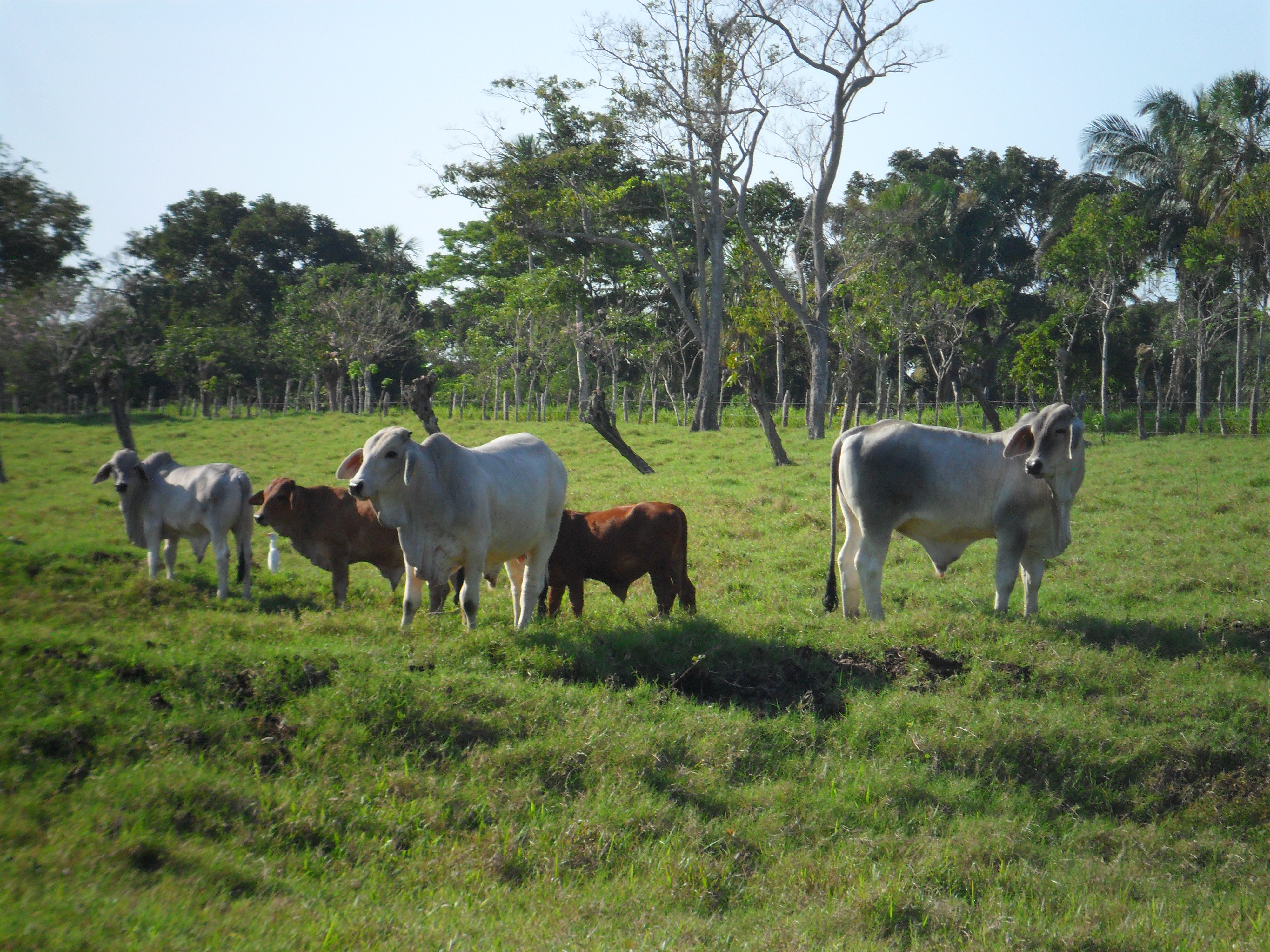 Lote de ganado