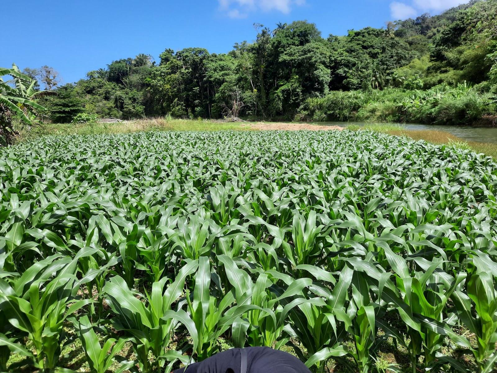 The river adjacent to farmland in Bloody Bay, where Ms. Herbert and fellow farmer, Lindsay Edwards cultivate  (Photo: EbA Project) 