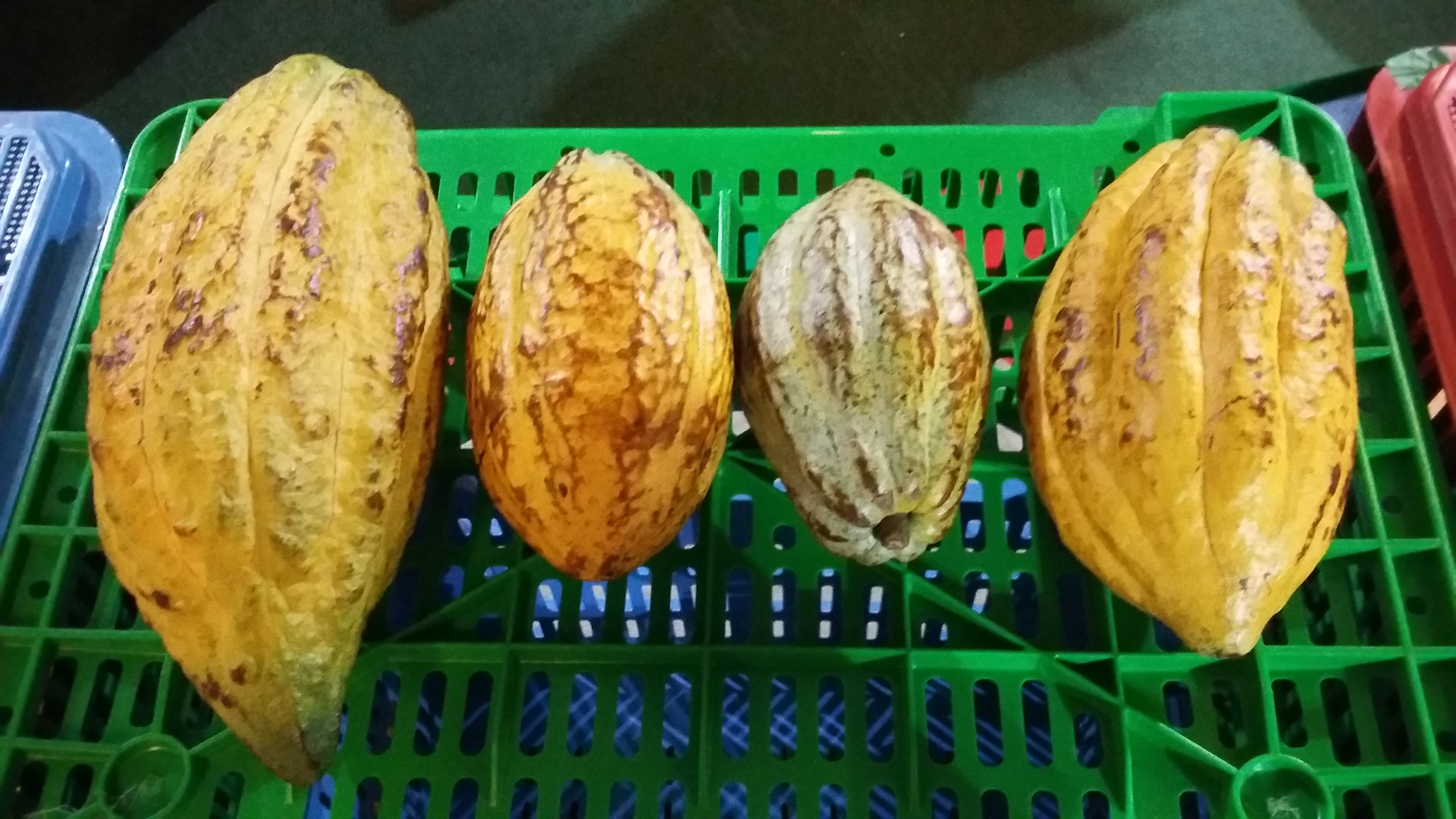 cacao en cosecha
