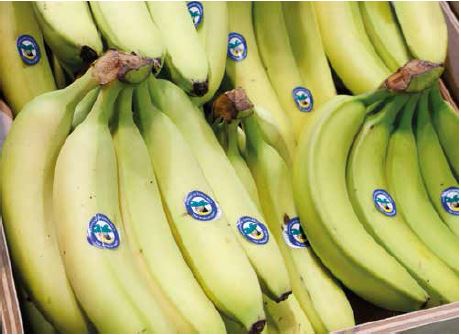 foto de bananas