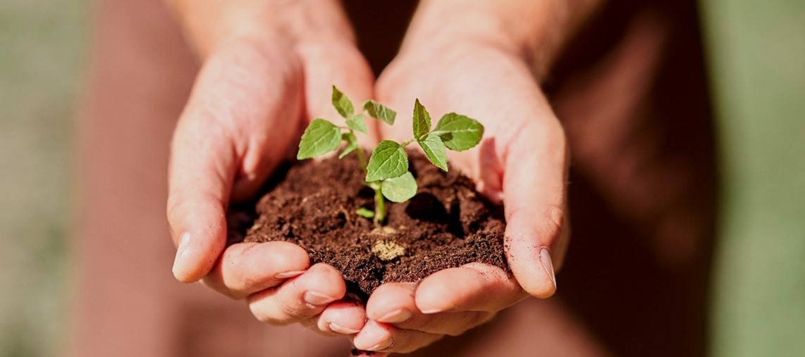 manos de mujer rural cultivando una planta