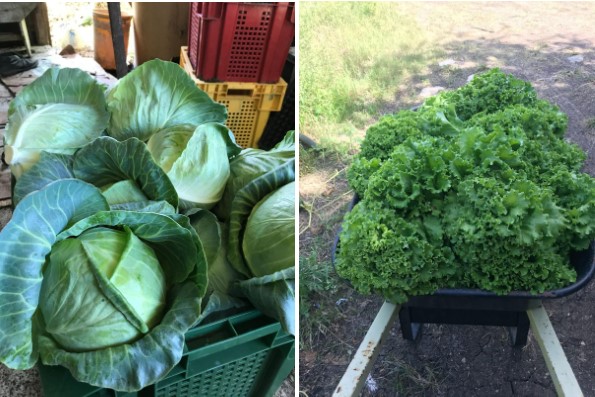 Produce grown on Neil Gomes’ farm in Antigua (Photo provided by Mr. Gomes)