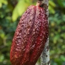 Cocoa fruit