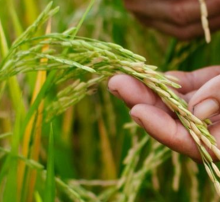 Mano sosteniendo espiga de arroz